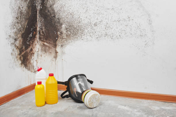 Best Black Mold Removal  in Odem, TX