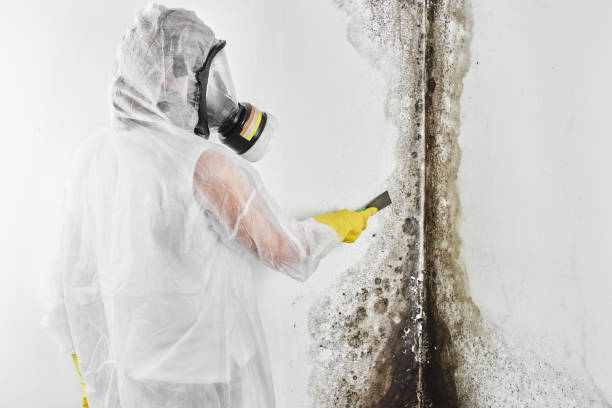 Best Mold Damage Repair  in Odem, TX