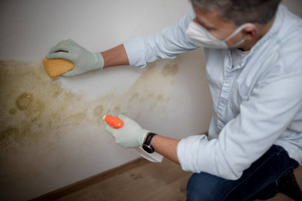 Best Affordable Mold Removal  in Odem, TX