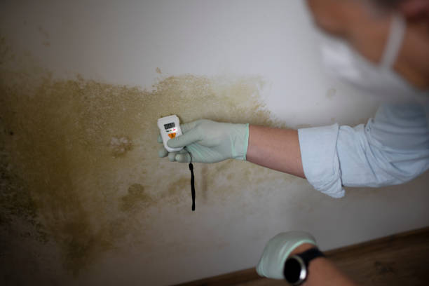 Best Toxic Mold Removal  in Odem, TX