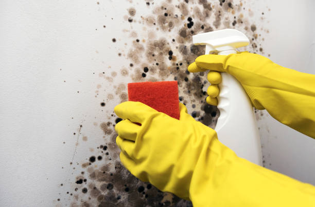 Best Toxic Mold Removal  in Odem, TX