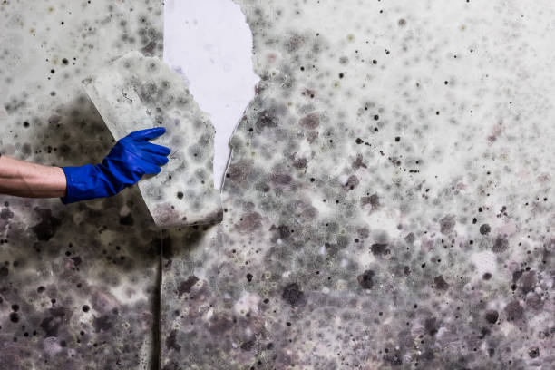 Best Fast Mold Removal  in Odem, TX