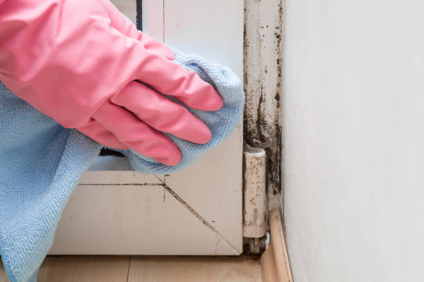 Best Professional Mold Removal  in Odem, TX
